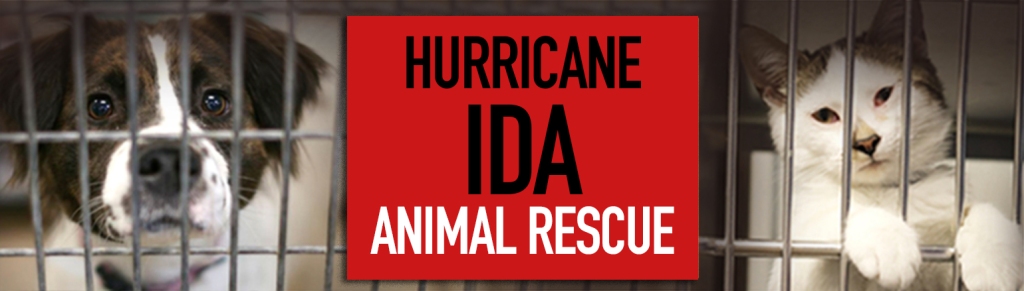 HELP SUPPORT PAWS CHICAGO'S
HURRICANE IDA ANIMAL RESCUE MISSION